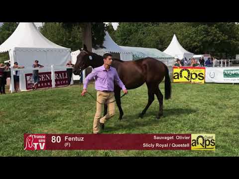 Show AQPS Lion 2017 : Lot 80 - Fentuz