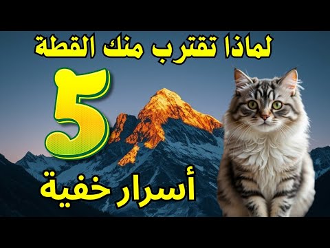 5 رسائل ربانية تخفى على الكثير من الناس! لماذا تقترب منك القطط فجأة