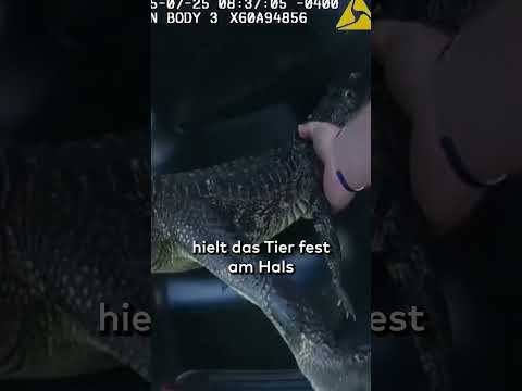 USA: Alligator im Pool einer Familie - Bodycam der Polizei zeichnet kuriose Festnahme auf