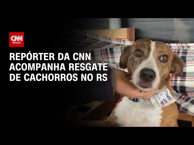 Repórter da CNN acompanha resgate de cachorros no RS | BASTIDORES CNN