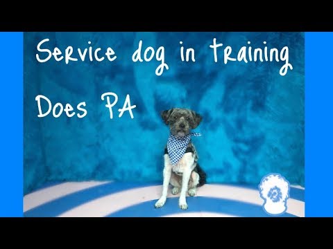 download lagu mp3 mp4 Free Service Dog Certification Download, download lagu Free Service Dog Certification Download gratis, unduh video klip Free Service Dog Certification Download