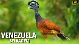 VENEZUELA EXTREMA: A Cachoeira Mais Alta do Mundo e Criaturas Que Desafiam a Evolução - Documentário