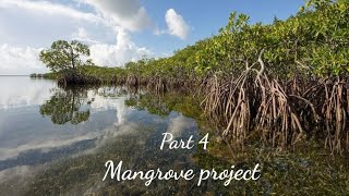IELTS real exam listening | Part 4 The Mangrove Regeneration Project