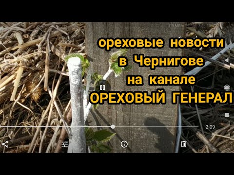 Ореховые новости в Чернигове на канале ОРЕХОВЫЙ ГЕНЕРАЛ!