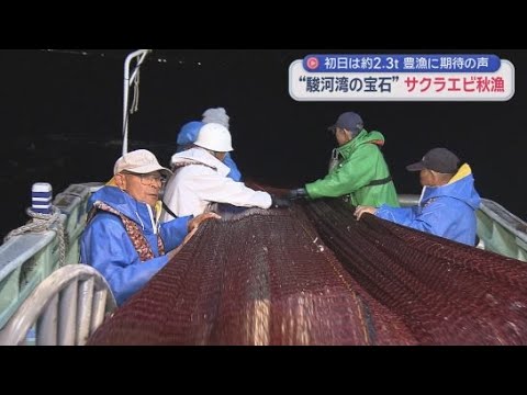 YouTube Video 待ちに待った「駿河湾の宝石」　サクラエビ秋漁が始まる　天候などの影響で解禁日から6日経っての初漁に