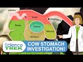 Digestive System Cow Stomach Investigation Science Trek