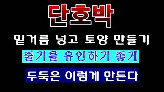 [텃밭농부. 1,018]  단호박밭에 줄기의 유인이 좋게 두둑은 이렇게 만든다