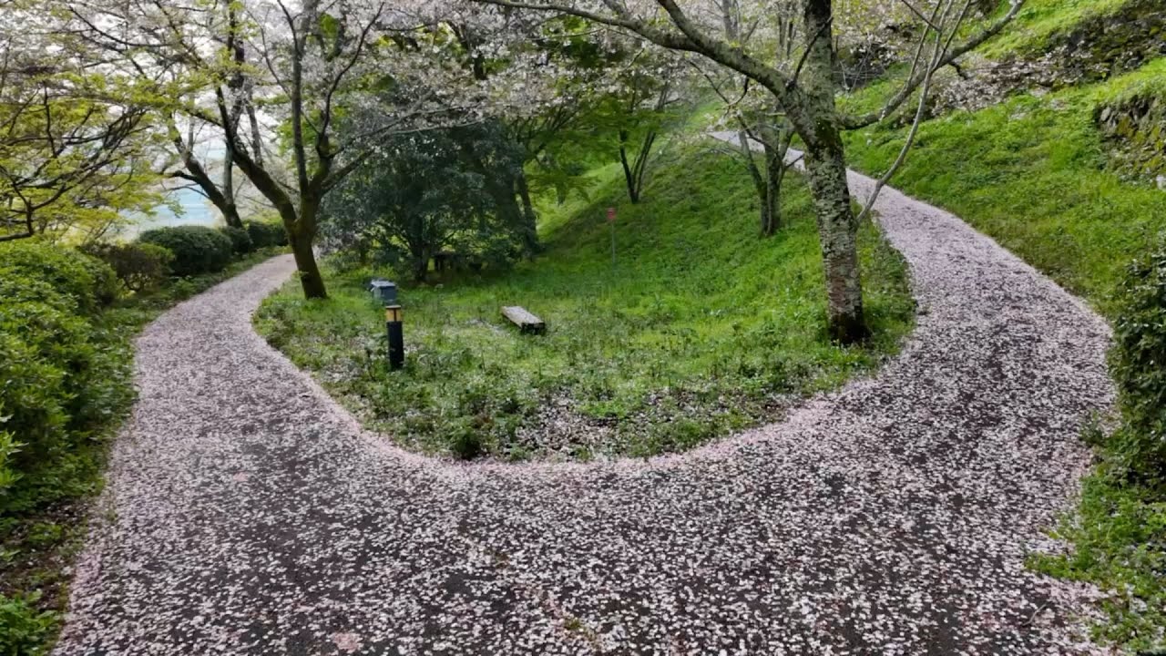 2026/04/05　桜四月散歩道　大洲城公園　〜愛媛県大洲市〜