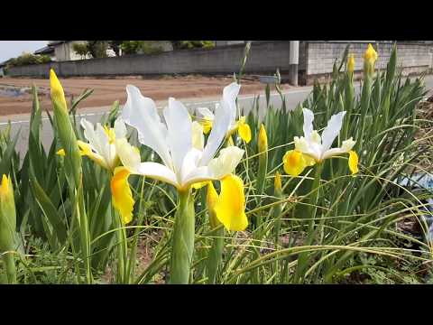 園芸 スパニッシュアイリス、淡黄色のアフリカンアイリス、ピーコックアイリス