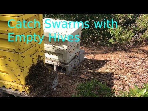 Hive Set Up For Catching Honey Bee Swarms