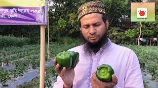 স্কোয়াশ চাষ