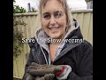 Baby Slow Worm- Lovely copper colour