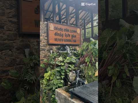 Wilpattu Wild Safari | Sri Lankan Leopard | Wilpattu National Park |Sri Lanka 🇱🇰 #shorts #wildlife