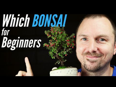 , title : '3 Best Bonsai Trees for Beginners - Which Bonsai Tree Should I Get?'