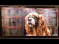 Lady And The Tramp 2019 Tramp Saves Lady