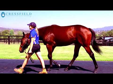 Lot 178 - Fastnet Rock x Je Du Cartes