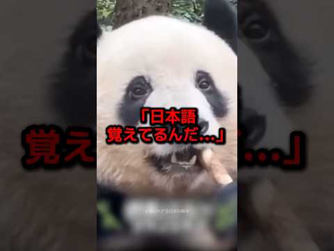 中国に返還されたパンダ“が見せた“ある行動”に世界が涙した理由