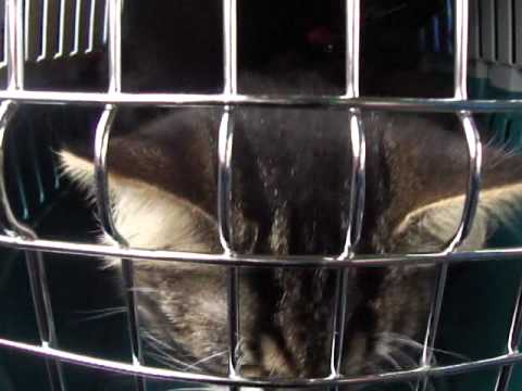 13-One minute of videoart every day - Genet, first time in the train