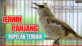 Download lagu SUARA JERNIH‼️TRUCUKAN GACOR ROPEL PANJANG MASTERAN-PANCINGAN AMPUH TRUCUKAN BAHAN PASTI NYAUT ROPEL mp3