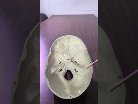 Superior View of the Base of the Skull
