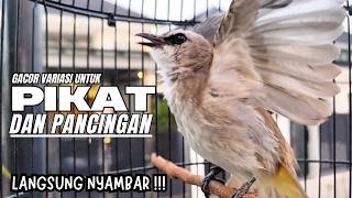 Download lagu Trucukan Gacor Ropel Variasi ini Sangat AMPUH untuk Pancingan Trucuk BAHAN dan Masteran Trucuk Macet mp3
