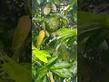 Long Island Fruit Andaman Nicobar