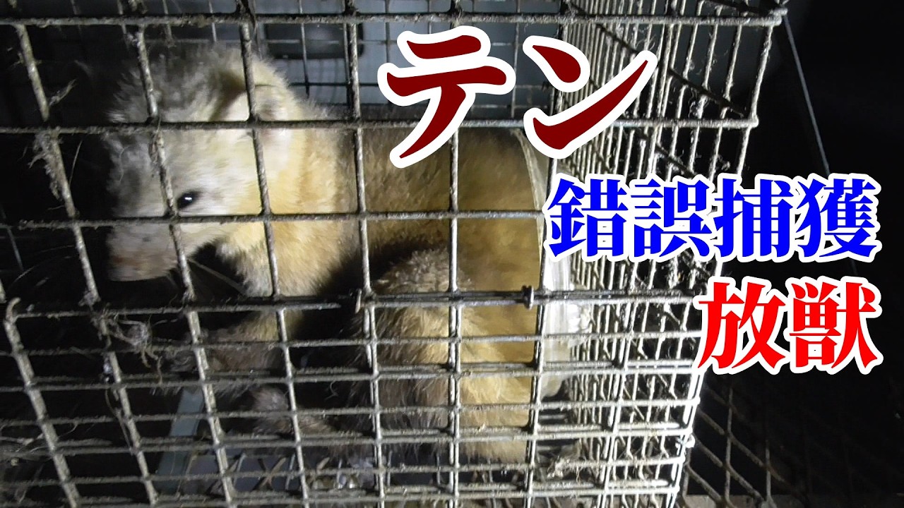 テンが錯誤捕獲