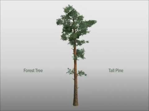 Forest Tree - Tall Pine - 3D Preview