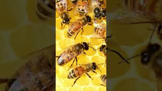 Download lagu Ciri-ciri Ratu Lebah dalam Satu Koloni Lebah mp3