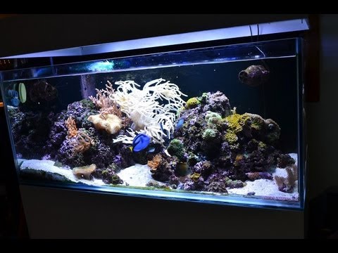 My 90 Gallon 4 foot reef tank (sump under house)