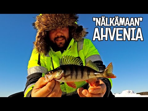 PÄIVÄ PUHOSJÄRVELLÄ - TUMMIA JA LAIHOJA AHVENIA PÄLVIPAIKALTA