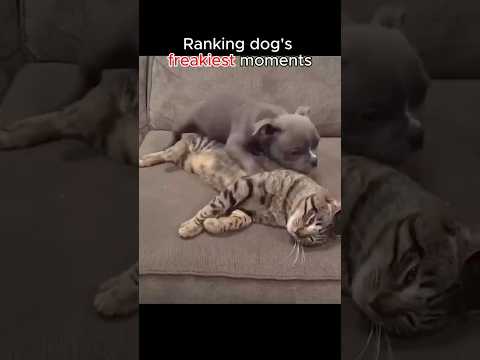 Ranking dog's freakiest moments #dog #funny #petsrule #foryou #petsunited #animals #petshorts