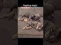 Ranking Dog S Freakiest Moments Dog Funny Petsrule Foryou Petsunited Animals Petshorts
