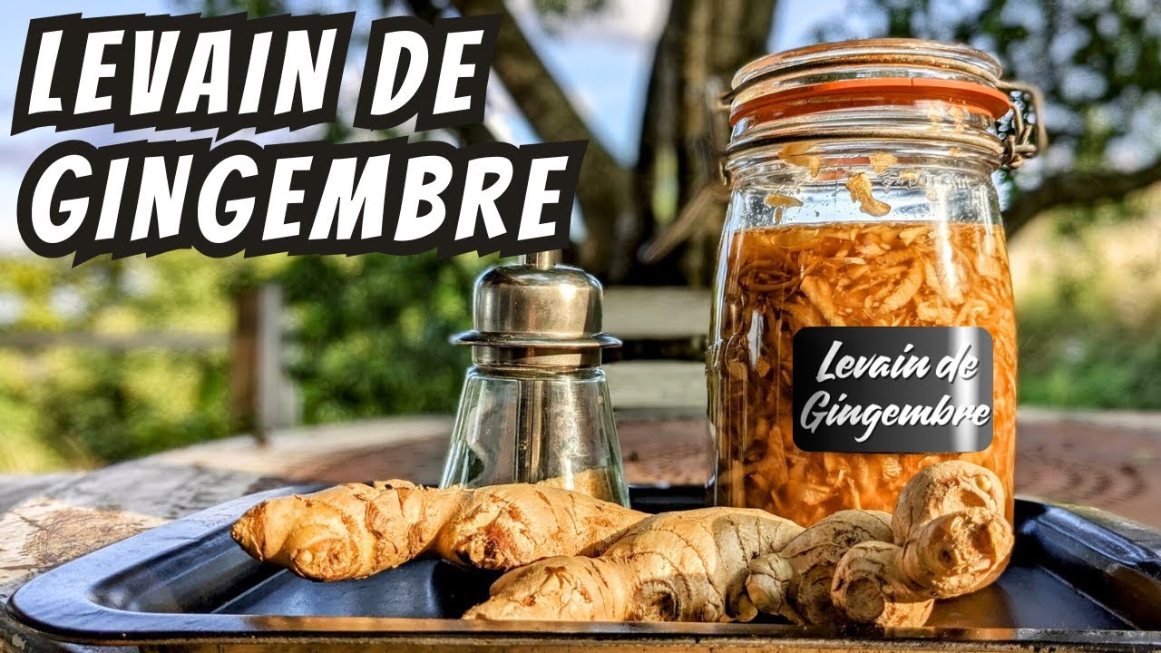 GINGER BUG, Antioxidant bomb, ultra rich in Polyphenols, Probiotics and Vitamins