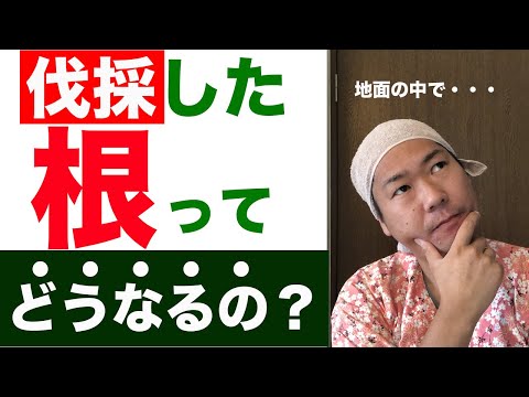木の根による被害とその回避方法 トピックス