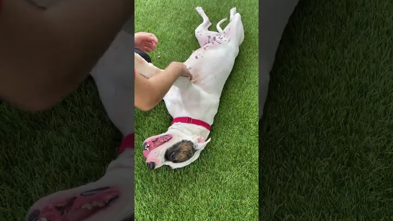 Sugar, a Adoptable mixed breed in Miami, FL video 6/6