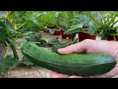 , title : 'Growing zucchini in containers'