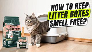 How to Keep Cat Litter Box From Smelling