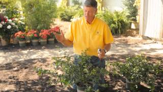 When to Prune a Flowering Quince Bush? : Garden Savvy