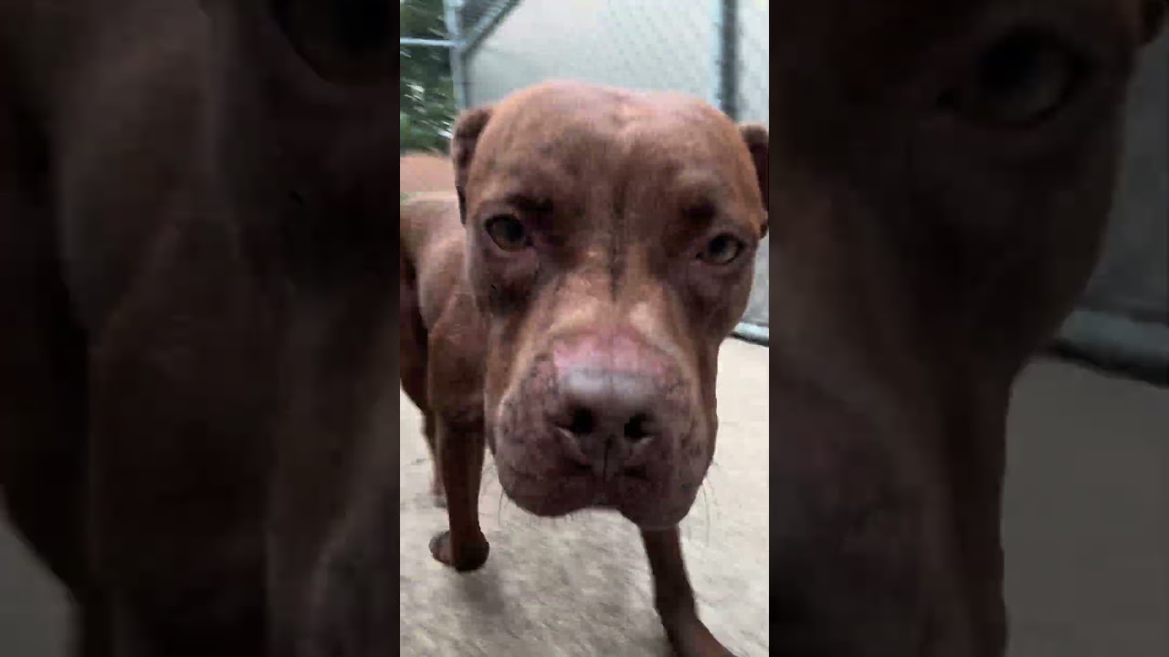 Enlarge Kim, a Adopted Pit Bull Terrier in Chicago, IL video 5/5