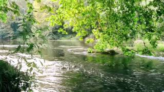 FOREST CREEK Nature Sounds | 8 Hours (For stress relief, relaxation & sleeping)