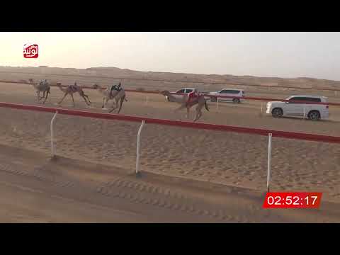 ش 7 (ذيبان) لـ عبدالله فاهم بن عبدالله آل عبدالله 6:33 ، شارة الشيخ طحنون 2026/8/22 حقايق الجبيب