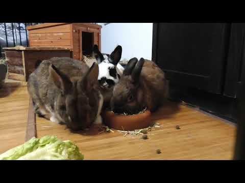 Coelhinhos comendo bem