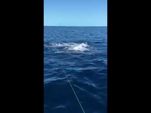 Watch This Fisherman Reel In Two Sharks At Once
