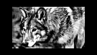 Wölfe in der Nacht - Juliane Werding (Tribut to Wolfsherz)