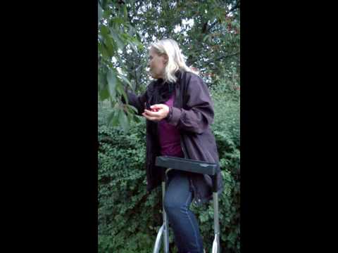 Rosali plockar körsbär