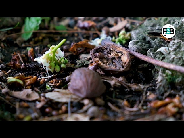 LA BIODIVERSITÉ, NOTRE ASSURANCE VI(LL)E