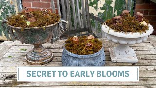 Planting Beautiful Bulbs for Winter Blooms 🌷 | My Tip for Faster Amaryllis Flowers // Cottoverdi