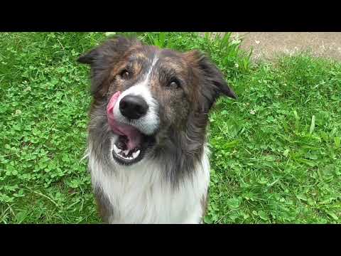 Nonstop Nice of Silent Storm *2 years old