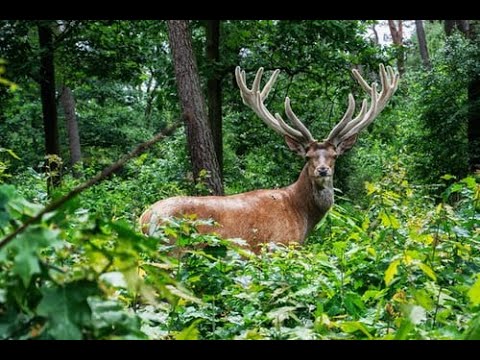 Deer Videos National geographic, deerhound,deer tick beautiful herd of spotted deer